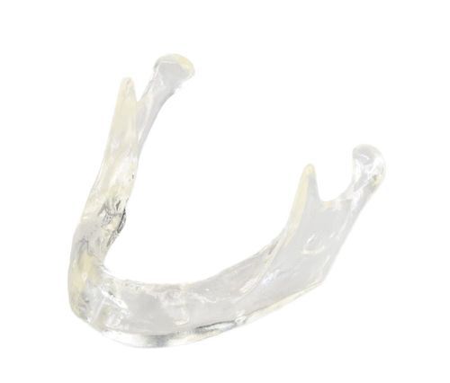 Анатомическая модель челюсти - E81/T - GF DENTAL - для имплантологии / зубного протезирования / учебная
