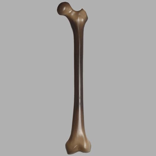 Анатомическая модель кости - 3403 - Sawbones/Pacific Research Labs - бедренной кости / для образовательных целей / для биомеханических испытаний