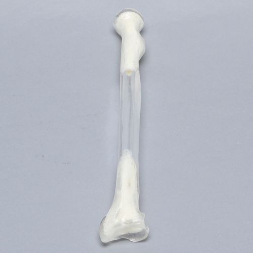 Анатомическая модель лучевой кости - 1005-5 - Sawbones/Pacific Research Labs - из пластика / прозрачная