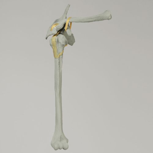 Анатомическая модель плечевой кости - 1020-100-1 - Sawbones/Pacific Research Labs - для плеча / лопатки / ключицы