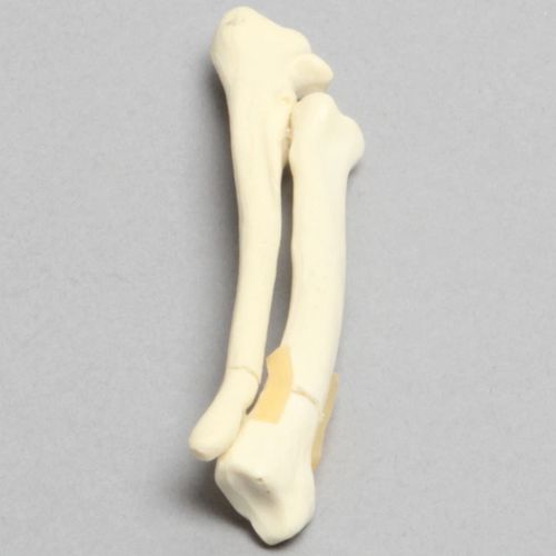 Анатомическая модель собаки - 2002-29-1 - Sawbones/Pacific Research Labs - лучевой кости / для образовательных целей / полороновая