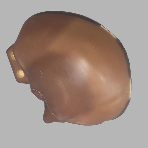 Анатомическая модель кости - 3439 - Sawbones/Pacific Research Labs - черепа / полороновая