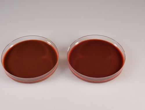 Реактив агарового геля - CHOCOLATE EUGON - Biomed Diagnostics, Inc. - для ветеринарной лаборатории