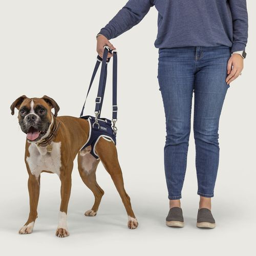 Привязь для передвижения - Balto® Life - KVP EU Ltd - для реабилитации / для собак