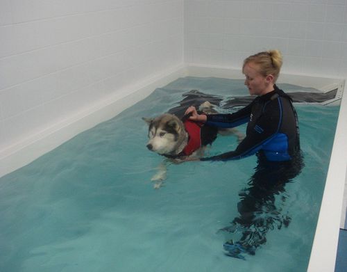 Каркасный бассейн для восстановления - Special 3 - Dogpools - ветеринарный