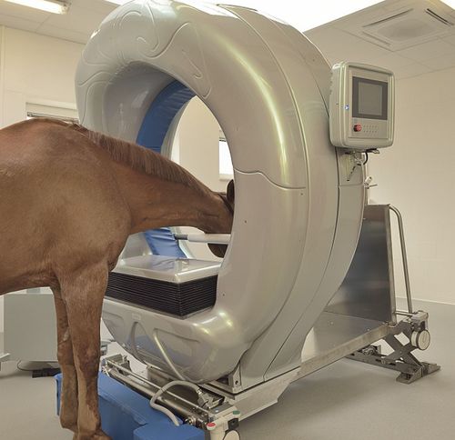 Ветеринарный рентгеновский сканер для лошади - Pegaso™ - Epica Medical Innovations
