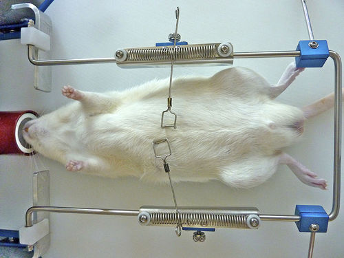 Хирургический расширитель - OWRF, WR-M, WR-R - Otawog Rodent Anaesthesia Systems - для исследований на животных / для мышей / для крыс
