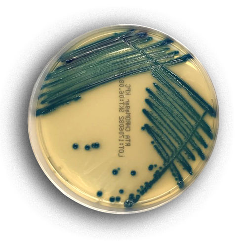 Реактив реакционная среда - 02078 - RTA Laboratories - для изоляции бактерий / для колориметрии / на золотистый стафилокок