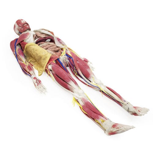 Анатомическая модель таз - 101200 - SynDaver Labs - кости / тело / челюсти