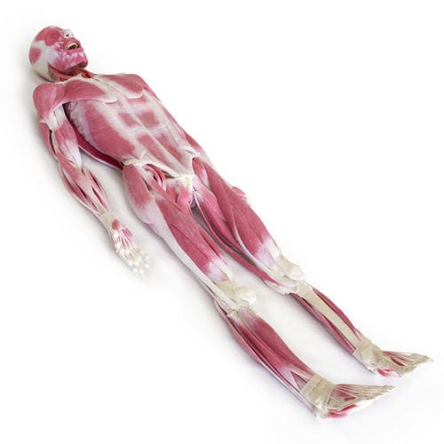 Анатомическая модель сустава - SynDaver Labs - мышцы / тело / для образовательных целей