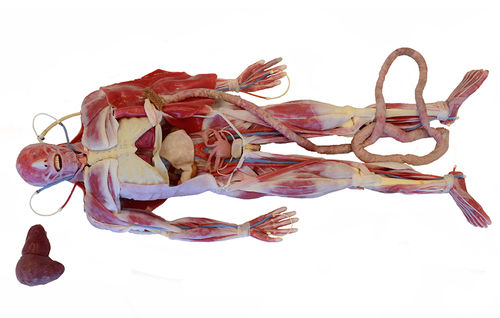 Хирургическая анатомическая модель - 101600 - SynDaver Labs - тело / скелета / сердца