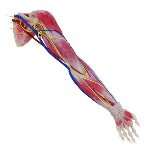 Анатомическая модель руки - 102350 - SynDaver Labs - нервной ткани / для плеча / лопатки