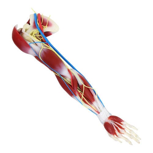 Анатомическая модель для плеча - G3  - SynDaver Labs - лопатки / сустава / мышцы