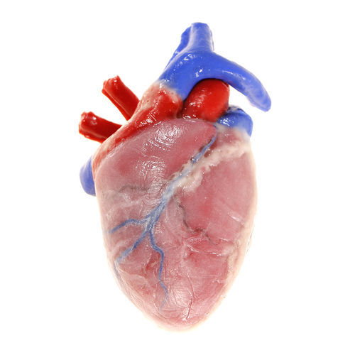 Анатомическая модель сердца - 104204 - SynDaver Labs - для сердца / для образовательных целей