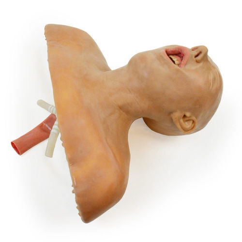 Учебный медицинский симулятор - 160410 - SynDaver Labs - для образовательных целей / для управления воздушными путями / для интубации
