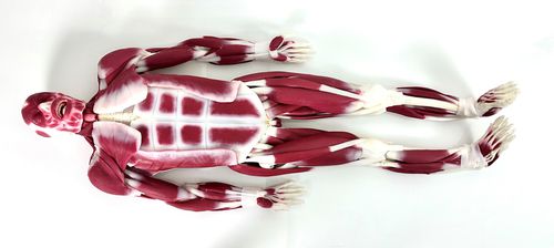 Анатомическая модель сустава - 102010 - SynDaver Labs - мышцы / из силикона