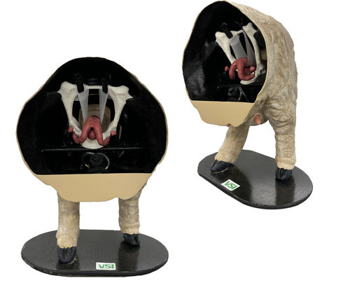 Анатомическая модель таз - Veterinary Simulator Industries - шеи / матки / внутриматочная