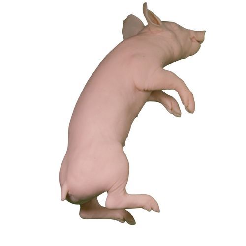 Ветеринарный учебный манекен - Veterinary Simulator Industries - поросенок / розовый