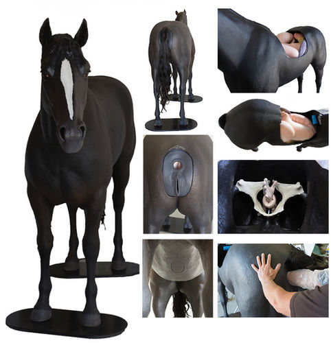 Медицинский симулятор для пальпации - Veterinary Simulator Industries - ветеринарный / колика / лошадь