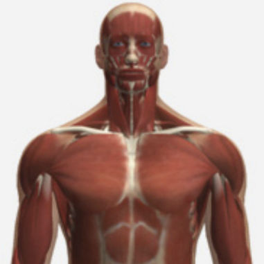 Модуль моделирования для радиографии - SIMTICS - анатомический / верхней части тела / с данными из интернета