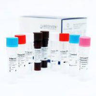 Набор для теста на лептоспироз - GenoAmp® GRA2017 - Medical Innovation Ventures - на лептоспироз / крови / для мочи