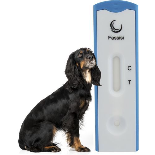 Экспресс-тест на дирофиляриоз - CANDIRO - Fassisi, Gesellschaft für Veterinärdiagnostik und Umweltanalysen mbH - для собак / на дирофилярий / сыворотки