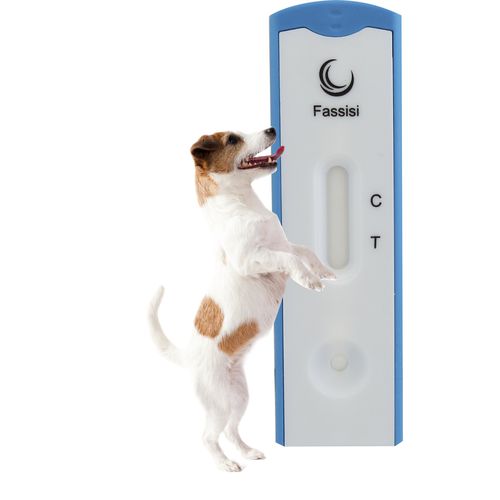 Экспресс-тест лейшманиоз - Fassisi, Gesellschaft für Veterinärdiagnostik und Umweltanalysen mbH - для собак / на лейшманиоз / сыворотки