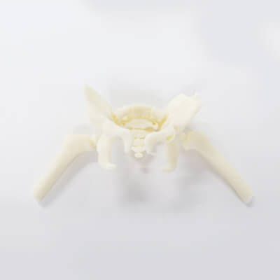 Анатомическая модель для бедра - 3D Lifeprints UK Ltd - бедренной кости / учебная / ребенок