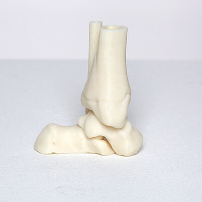 Анатомическая модель кости - 3D Lifeprints UK Ltd - щиколотки