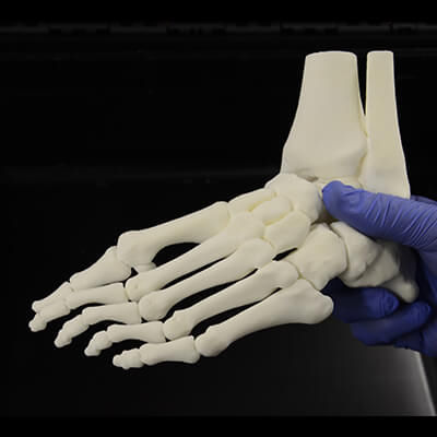 Анатомическая модель кости - 3D Lifeprints UK Ltd - ступни / учебная