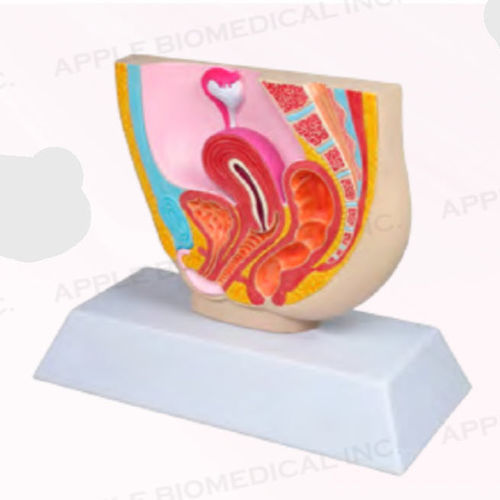 Женская анатомическая модель - A421 - Apple Biomedical - тазовая / гинекологическая / для образовательных целей