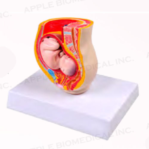 Анатомическая модель эмбрион - A579 - Apple Biomedical - таз / прямой кишки / мочевого пузыря