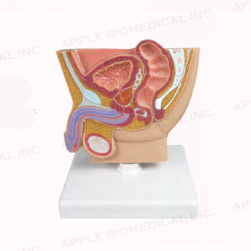 Анатомическая модель прямой кишки - A283 - Apple Biomedical - мочевого пузыря / простаты / яичек