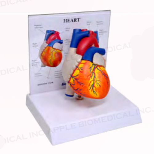 Анатомическая модель сердца - A161N-B10 - Apple Biomedical - артерии / мышцы / для аортального клапана