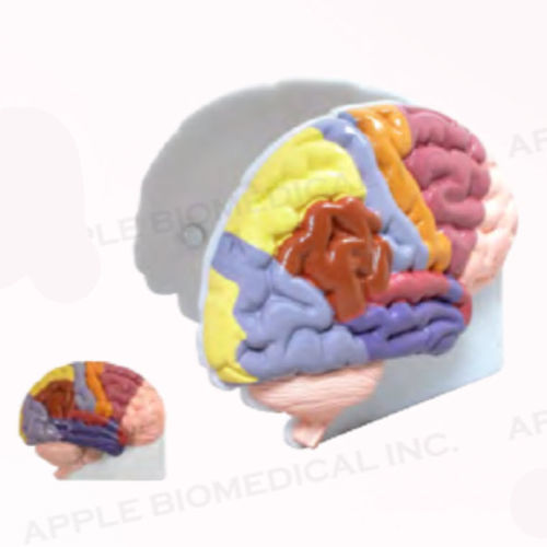 Анатомическая модель мозга - A028 - Apple Biomedical - неврология / для образовательных целей / портативная