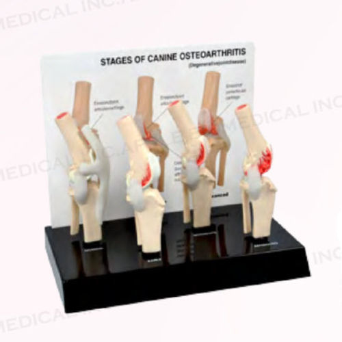 Анатомическая модель собаки - A551-B11 - Apple Biomedical - сустава / для колена / коленной чашечки