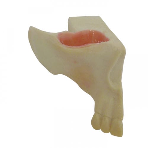 Анатомическая модель кости - 4055-BA - Nacional Ossos - челюстная / синусная / для стоматологической хирургии