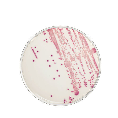 Реактив агарового геля - FLEXICULT® ID - SSI Diagnostica - патология / Escherichia coli (кишечная палочка) / хромогенный