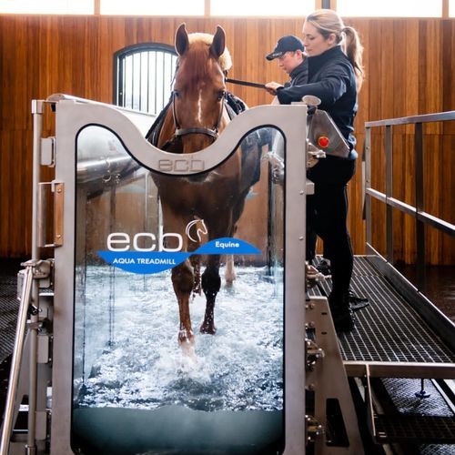 Погружная ветеринарная беговая дорожка - ECB Equine Spa - для лошадей / с регулируемой скоростью / наклонная