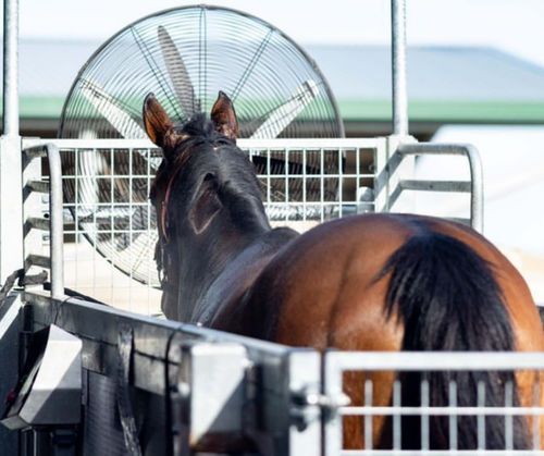 Ветеринарная беговая дорожка для лошадей - GG - ECB Equine Spa - с регулируемой скоростью / наклонная