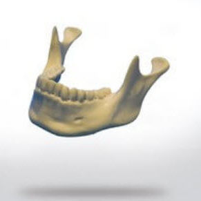Анатомическая модель кости - 8900 - SYNBONE AG - нижней челюсти / для имплантологии / для образовательных целей