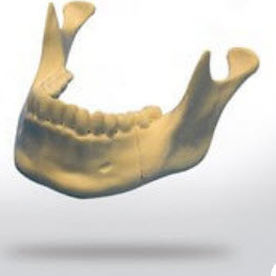 Анатомическая модель нижней челюсти - 8903 - SYNBONE AG - кости / челюстная / для хирургии