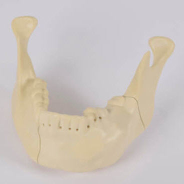 Анатомическая модель нижней челюсти - 8990.01 - SYNBONE AG - кости / челюстная / для хирургии