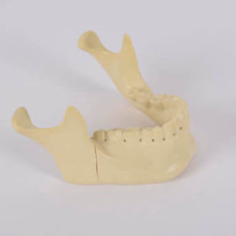 Анатомическая модель кости - 8959 - SYNBONE AG - нижней челюсти / для хирургии / для имплантологии