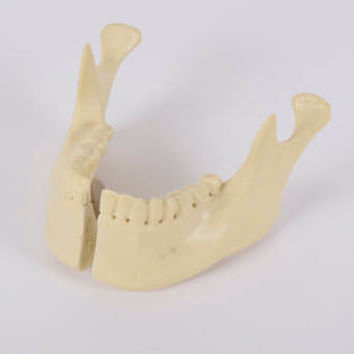 Анатомическая модель нижней челюсти - 8955 - SYNBONE AG - челюстная / для ортопедической хирургии / для имплантологии