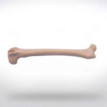 Анатомическая модель бедренной кости - 0822.00 - SYNBONE AG - для хирургии / ветеринарная / для образовательных целей