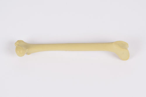 Анатомическая модель бедренной кости - 0922.00 - SYNBONE AG - для хирургии / ветеринарная / для образовательных целей