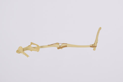 Анатомическая модель для нижних конечностей - 0906 - SYNBONE AG - кости / таз / коленной чашечки