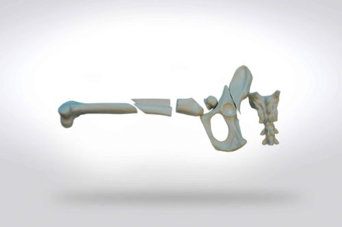 Анатомическая модель таз - 0908 - SYNBONE AG - головы / бедренной кости / крестца