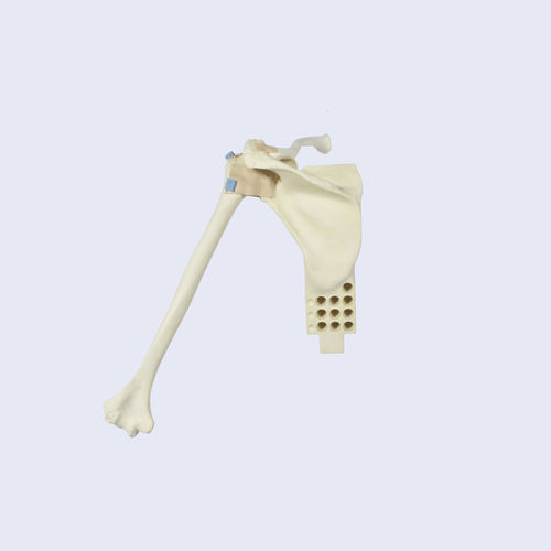 Анатомическая модель сустава - LSH5760 - SYNBONE AG - плечевой кости / для плеча / лопатки